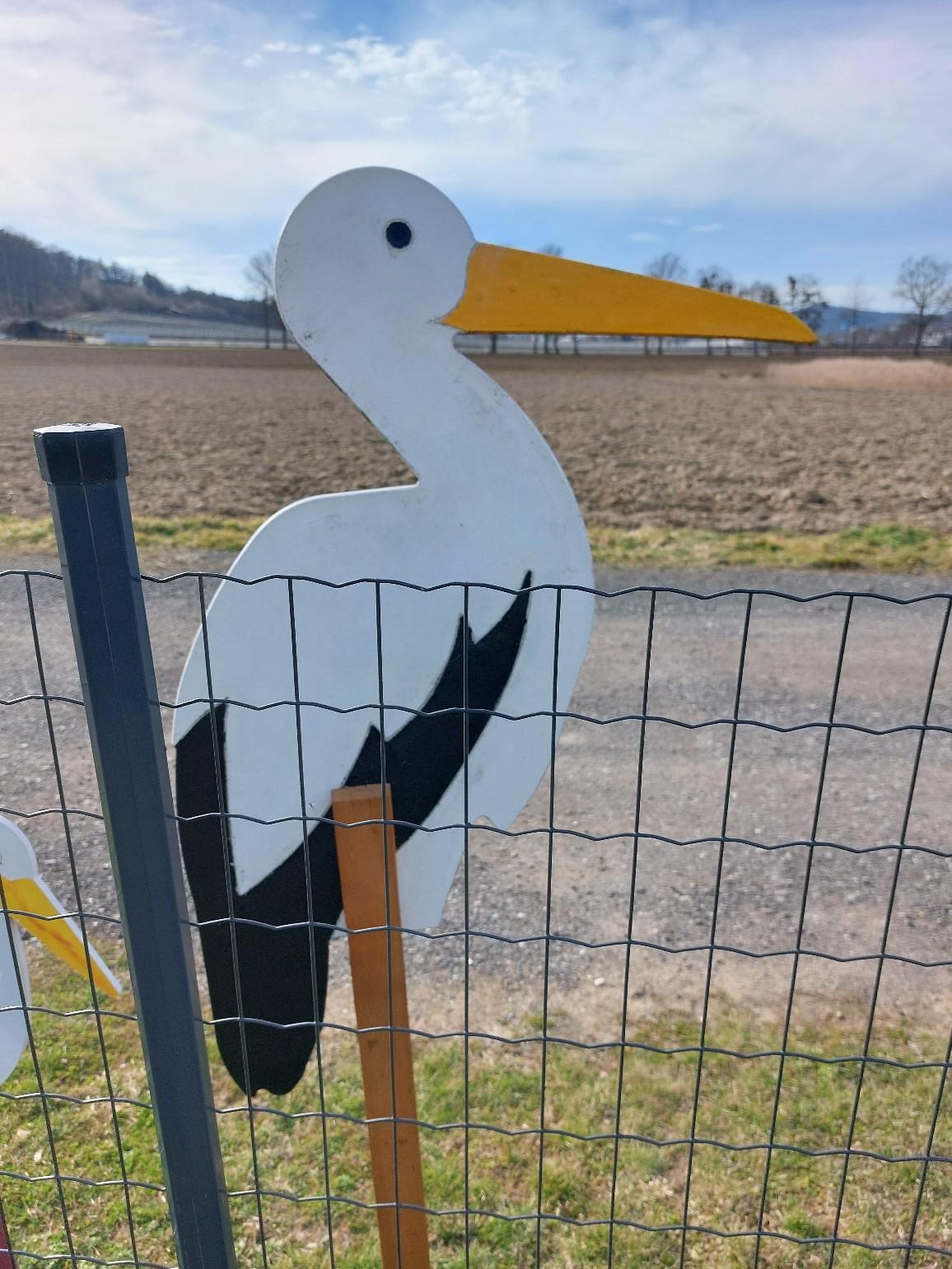 Storch in 8330 Leitersdorf im Raabtal für 40,00 € zum Verkauf Shpock DE
