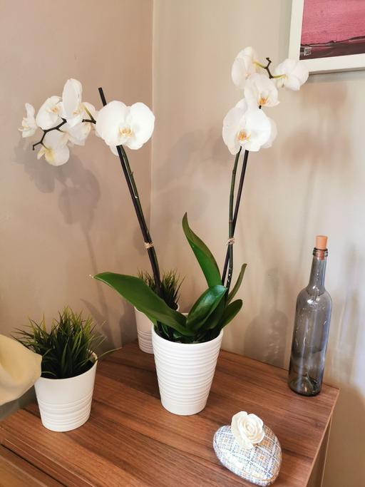 Buy & Sell North London Holloway - North London - Photos for orchids (pot not included)