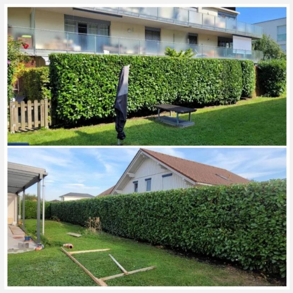 Hecken Sträucher Schneiden / Baum Pflege in 6850 Stadt Dornbirn für € 1