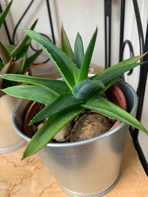 Buy & Sell East London Seven Kings - East London - Photos for House plant