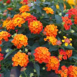 lantana plant flowers from may until October non stop
