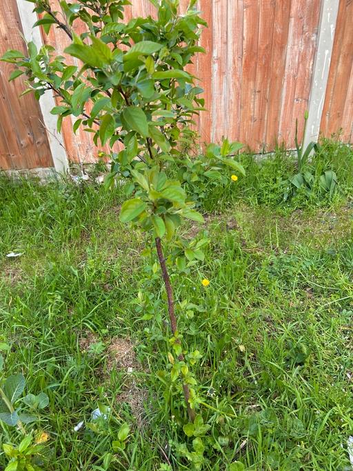 Buy & Sell Buckinghamshire Milton Keynes - Photos for Apple tree 4 feet