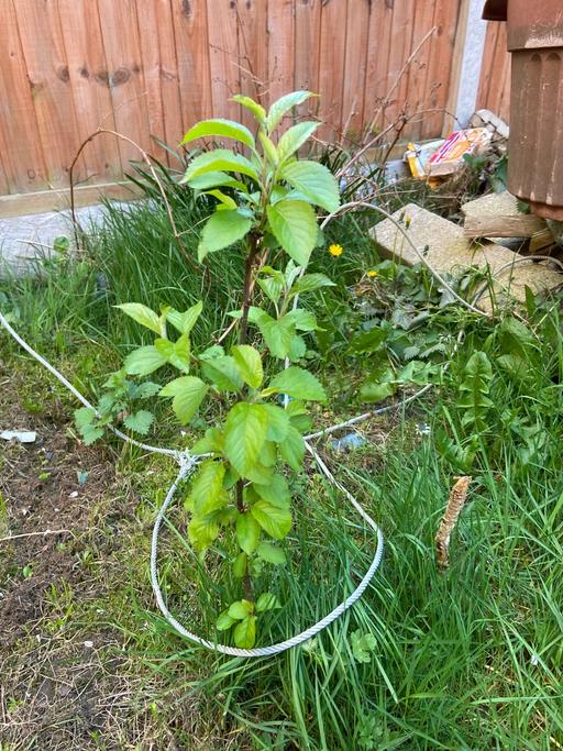 Buy & Sell Buckinghamshire Milton Keynes - Photos for Apple tree 2 feet