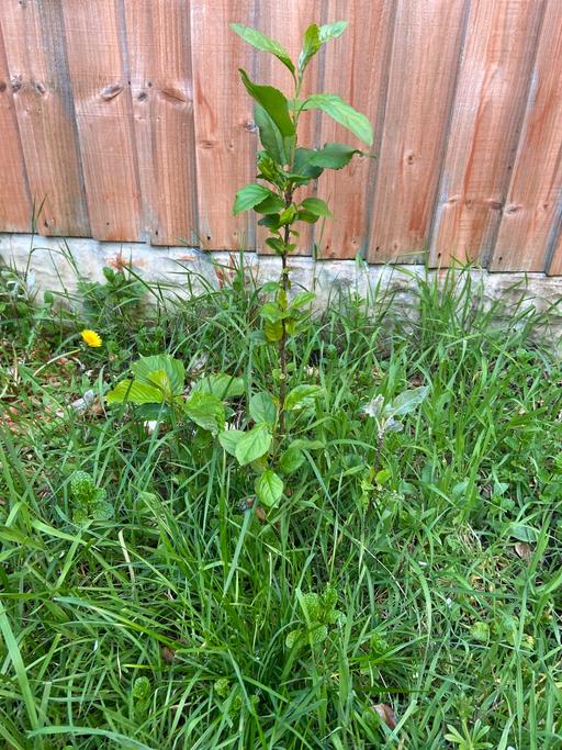 Buy & Sell Buckinghamshire Milton Keynes - Photos for Apple tree 2 feet