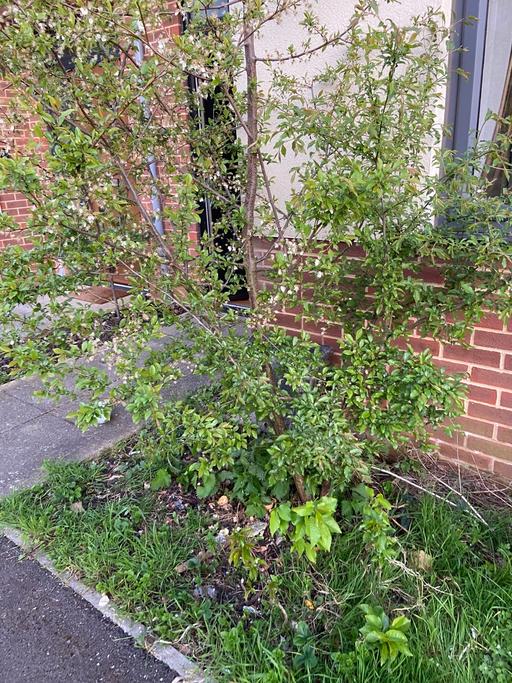 Buy & Sell Buckinghamshire Milton Keynes - Photos for Large plum tree 11 feet tall fruiting from 2