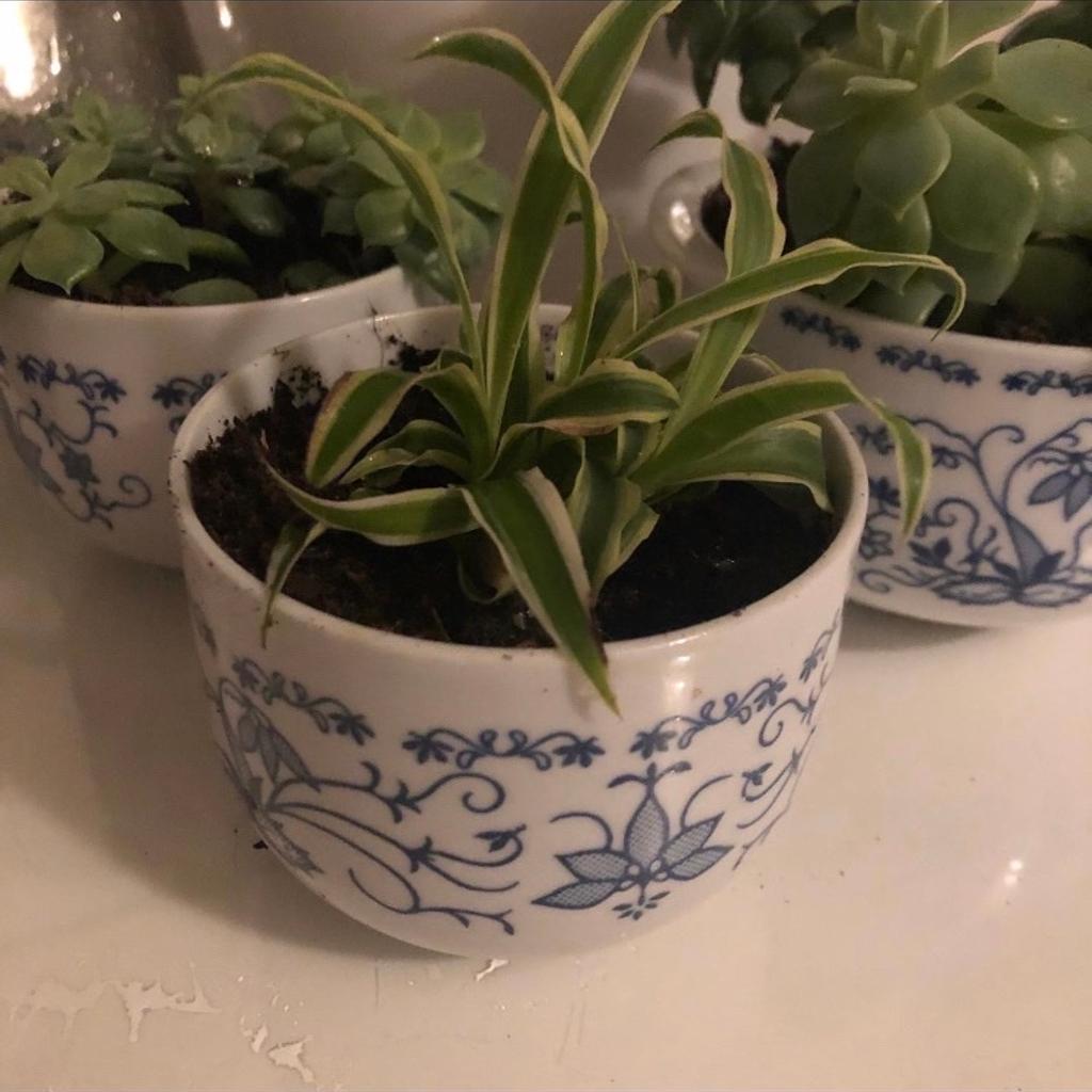 Easy care water when soil dry place in a bright indirect sunlight
Evergreen house plant indoor plant and planter

Similar Spider plant in first image only being sold
Succulent in last photos has sold