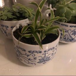 Easy care water when soil dry place in a bright indirect sunlight
Evergreen house plant indoor plant and planter

Similar Spider plant in first image only being sold 
Succulent in last photos has sold