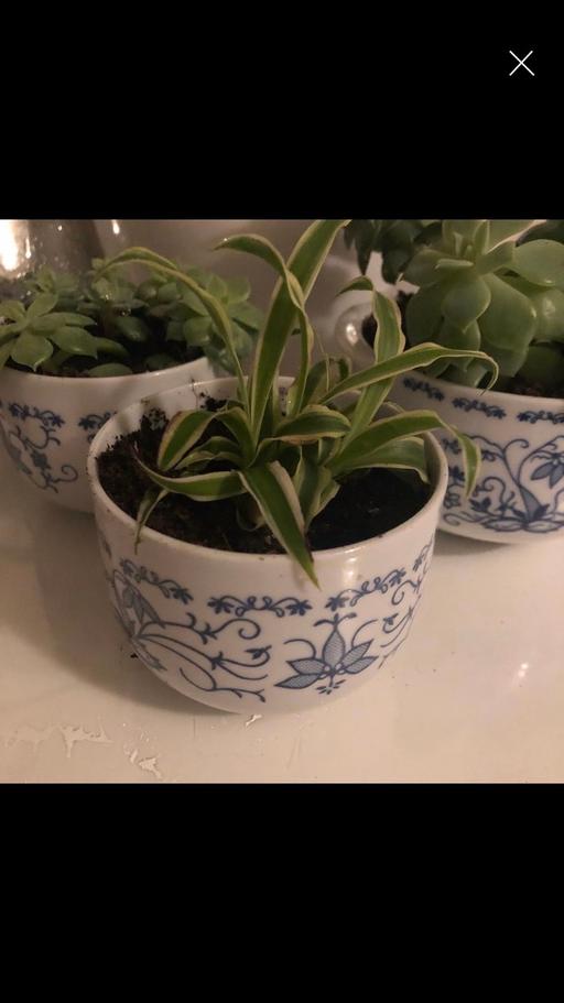 Buy & Sell Bristol Stockwood - Bristol - Photos for Spiderplant & unique ramekin pot white & blue