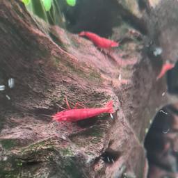 For Sale are some top quality RED Cherry Shrimp.

No mixed breeding, lovely bright red.

£2 a Shrimp

discount on bigger purchase!!!

Collection. Brinsworth S60.