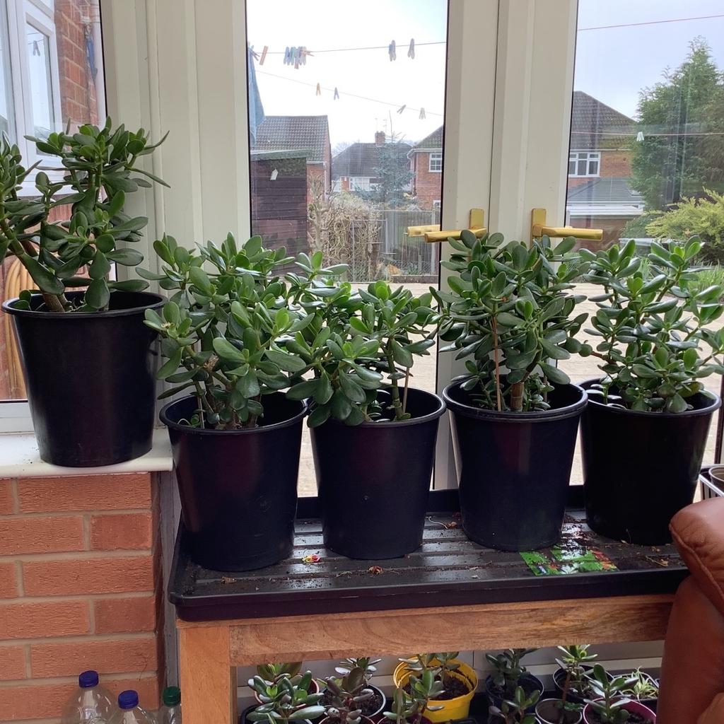 Large Money Trees in WV14 Coseley for £8.00 for sale Shpock