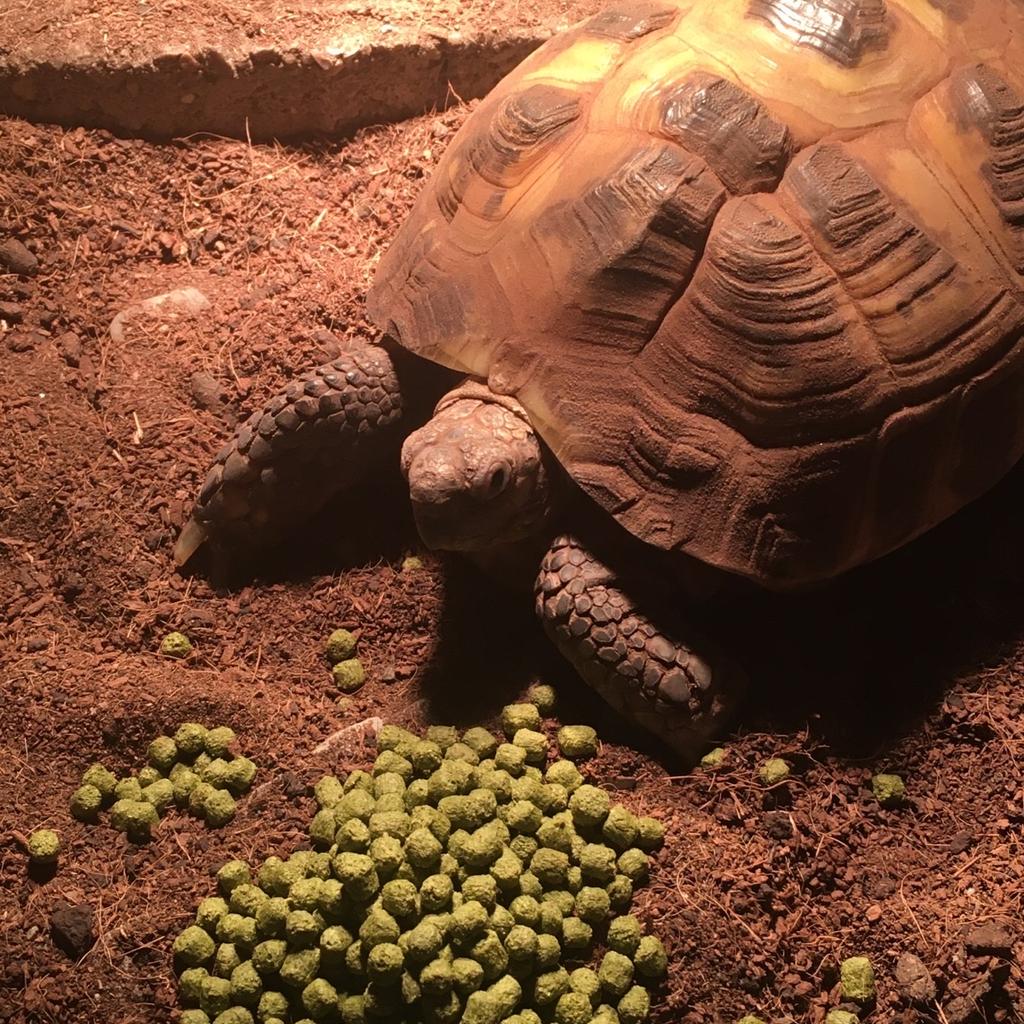 Tortoise & set up in TF8 Jackfield für £ 60,00 zum Verkauf | Shpock AT
