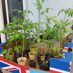 Tomato plants £1 Each
Garden Pearl
Tigerella
Costoluto Florentino 
Gold Nugget 
Red Pear 
San Marzano 

Cash and buyer collects only 

NO POSTING