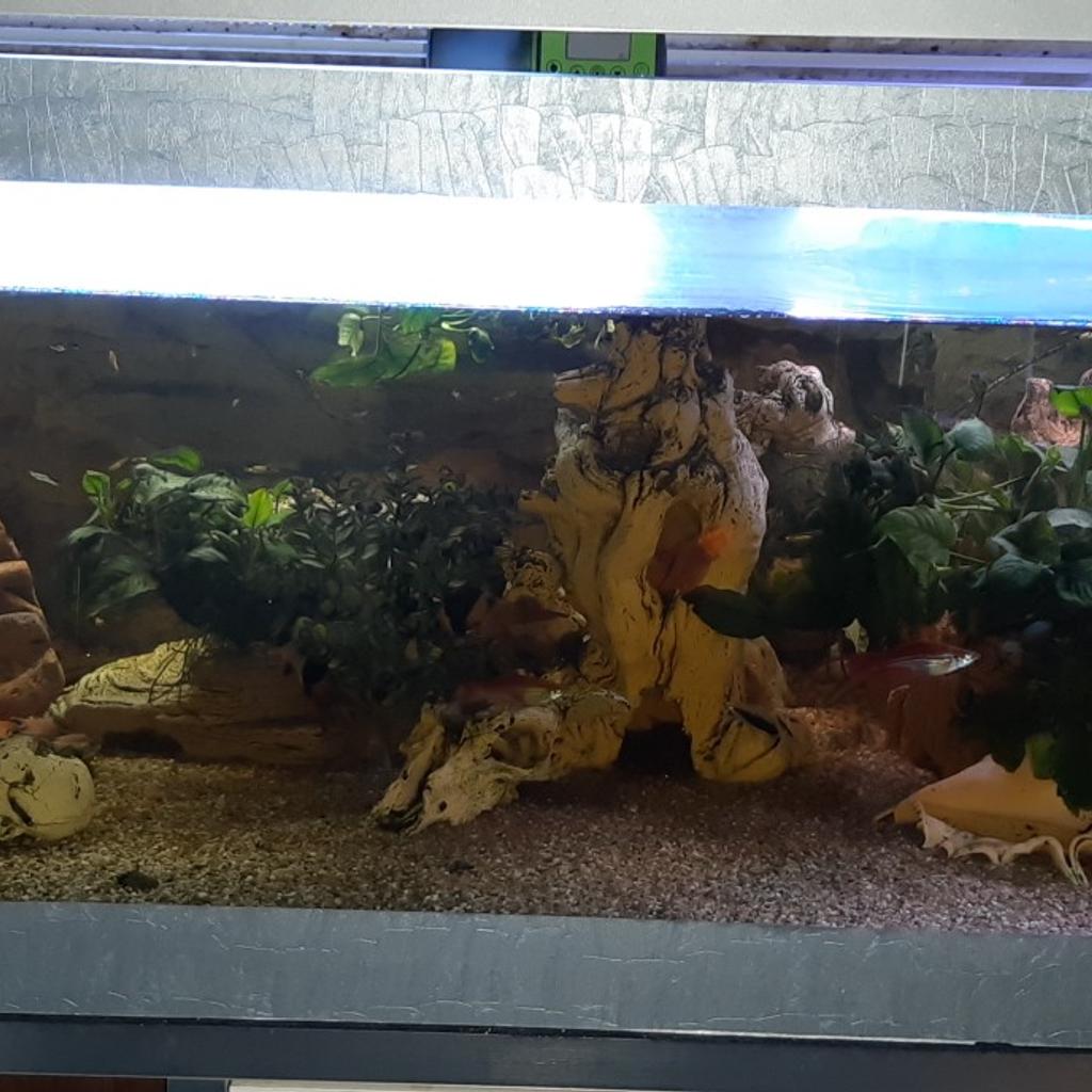 Aquarium zum verschenken in 4020 Linz für € 50,00 zum Verkauf Shpock AT