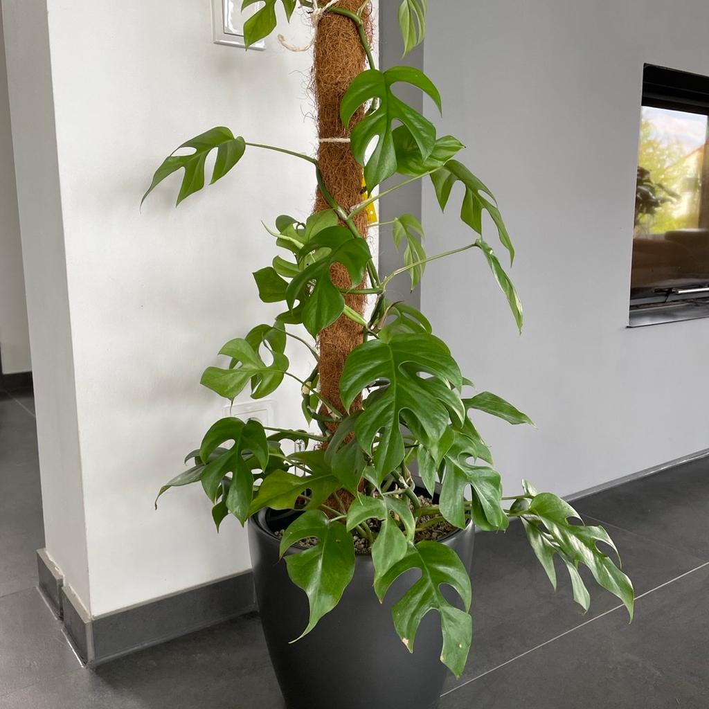 Lechuza LS28 mit Monstera Minima bepflanzt in 90513 Zirndorf fr 35,00   zum Verkauf | Shpock DE