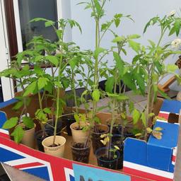 Tomato plants grown from seed.
TIGERELLA
Gold Nugget
San Marzano
Red Pear
COSTOLUTO Florentino

£1 each

CASH AND BUYER COLLECTS ONLY

NO POSTING