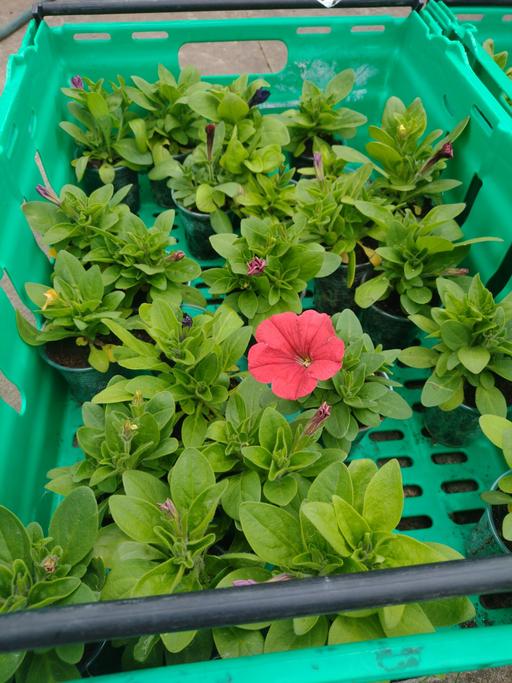 Buy & Sell West Midlands Sandwell - Photos for PETUNIA PLANTS 50P EACH