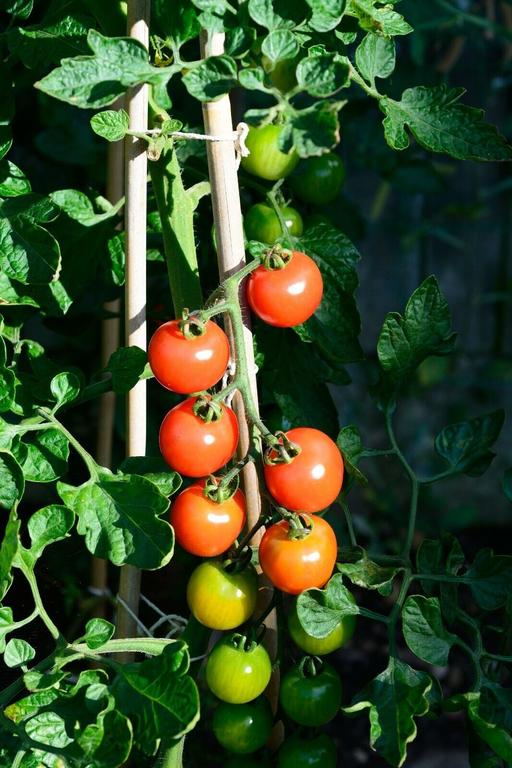 Buy & Sell West Midlands Sandwell - Photos for 🍅🍅 Tomato Plants Moneymaker 🍅🍅50p