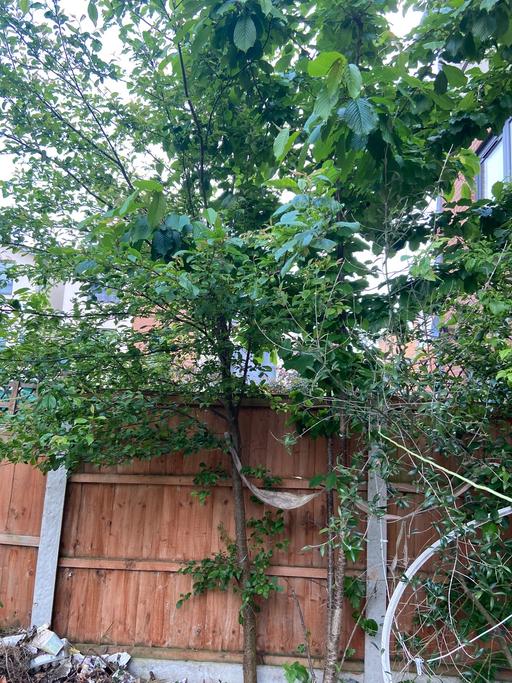 Buy & Sell Buckinghamshire Milton Keynes - Photos for Plum tree large 25 feet fruiting