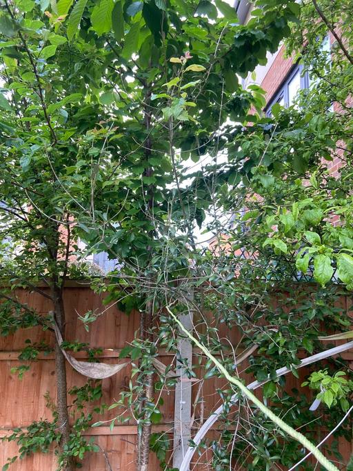 Buy & Sell Buckinghamshire Milton Keynes - Photos for Large fruiting Cherry tree 25 feet