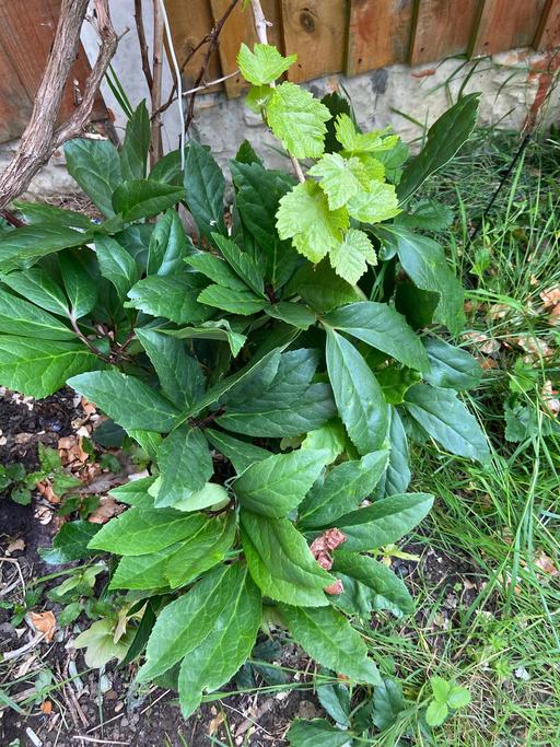 Buy & Sell Buckinghamshire Milton Keynes - Photos for Flowering plant Hellborus 