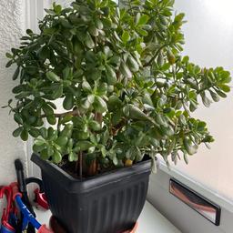Huge money tree / jade plant / bonsai

Measurements:
29 inches in height
26-27 inches in width

Height in pot 40-41 inches
Pot width 14 inches

Collection only in Romford RM7