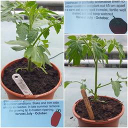 I have a number of tomatoes plants for sale, all home grown from seed, approx 9 inch high. Collection only from S6
£1.50 each or £15 for the lot.
2 x Black Cherry
1 x Marmarade VF
3 x Yellow Pearl
4 x Roma UF
1 x Pink Brandy Wine
THESE PLANTS ARE NOW FREE, to anyone who can collect. NB, Because of the current HOT dry weather, plants are affected buy this,but should perk up with abit of TLC .