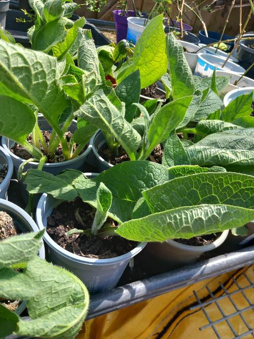 Buy & Sell South Yorkshire Rotherham - Photos for comfrey plants just potted on