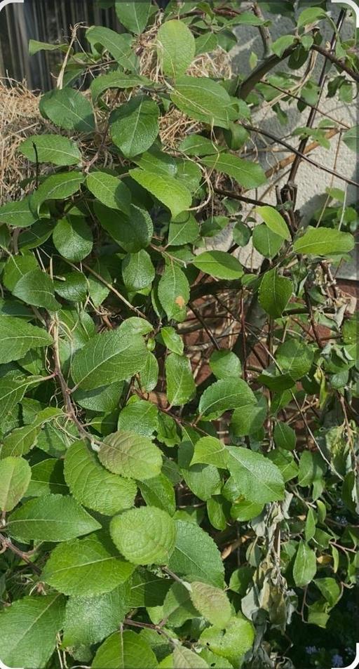 Buy & Sell Buckinghamshire Milton Keynes - Photos for Tree Salix caprea -goat willow5 feet tall