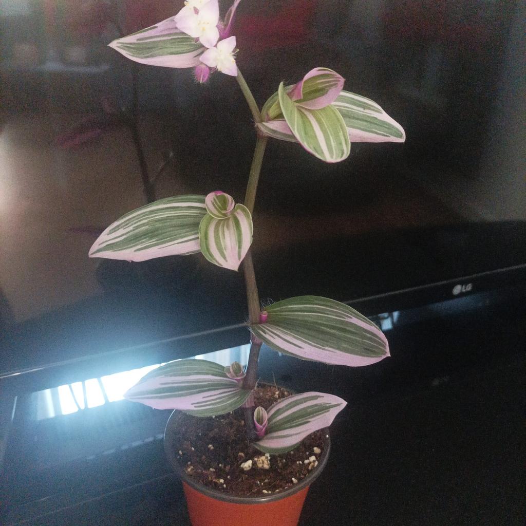 Tradescantia Nanouk plant. in B66 Sandwell für £ 2,50 zum Verkauf ...