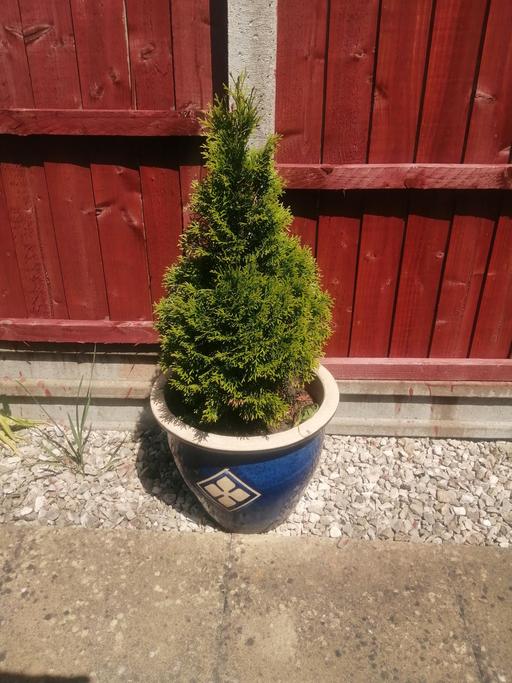 Buy & Sell Warwickshire North Warwickshire - Photos for plant pot