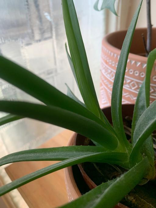 Buy & Sell East London Redbridge - Photos for House plant very good for indoor plant