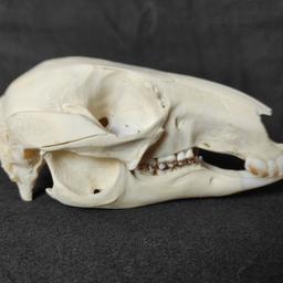 Zum Verkauf steht ein Frisch präparierter Bennet-Wallaby (auch Rotnackenwallaby genannt, tasmanische Unterart) Schädel.
Das Tier stammt aus einem Niederländischen Tierpark.

Versand gegen Aufpreis möglich. Preis ist VB.