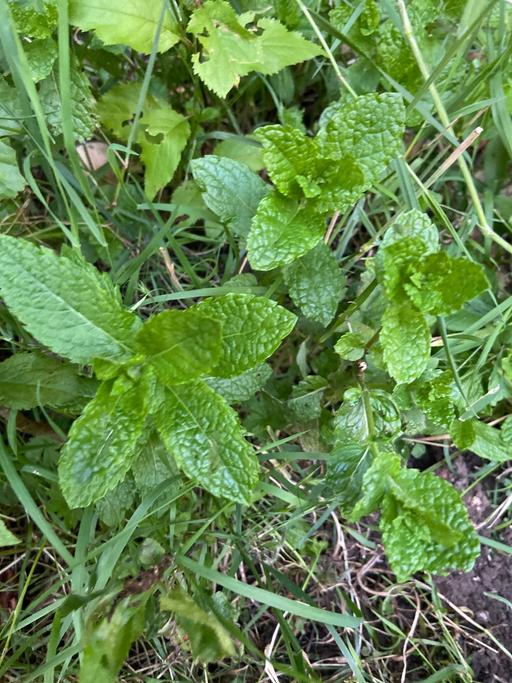 Buy & Sell Buckinghamshire Milton Keynes - Photos for Mint plant 🌱