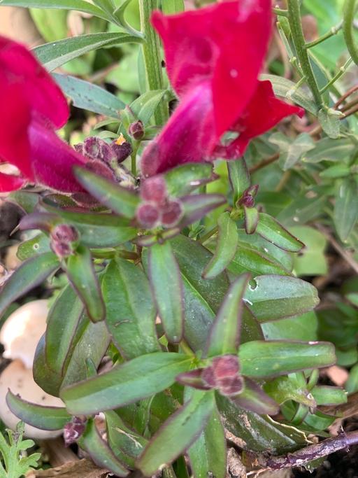 Buy & Sell East London Seven Kings - East London - Photos for 1 plants bunny rabbit flowers