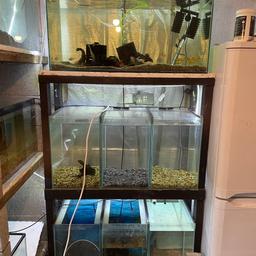 Fish tank racking for sale made from 3by2
7 tanks top one is 36x15x18 inch and the 6 others are 12x15x18 inch most of them are drilled with bulkheads for auto water changes but can be easily blocked off, stand and tanks only collection Featherstone wf7 £150