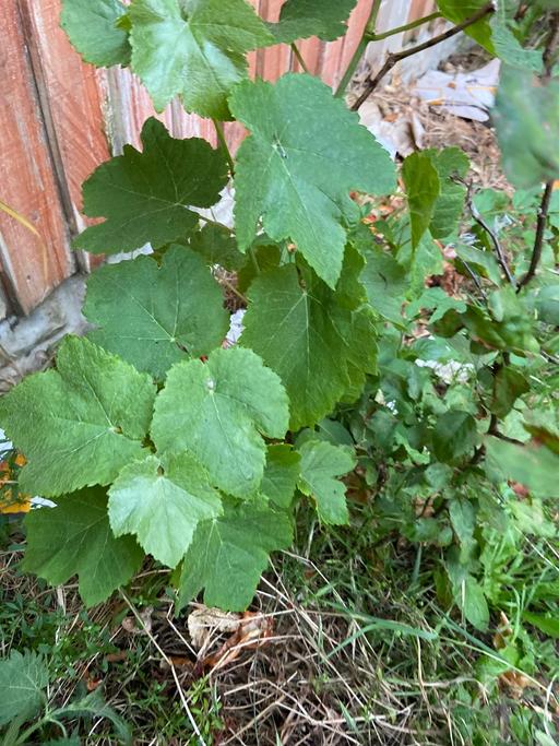 Buy & Sell Buckinghamshire Milton Keynes - Photos for Grape 🍇 plants