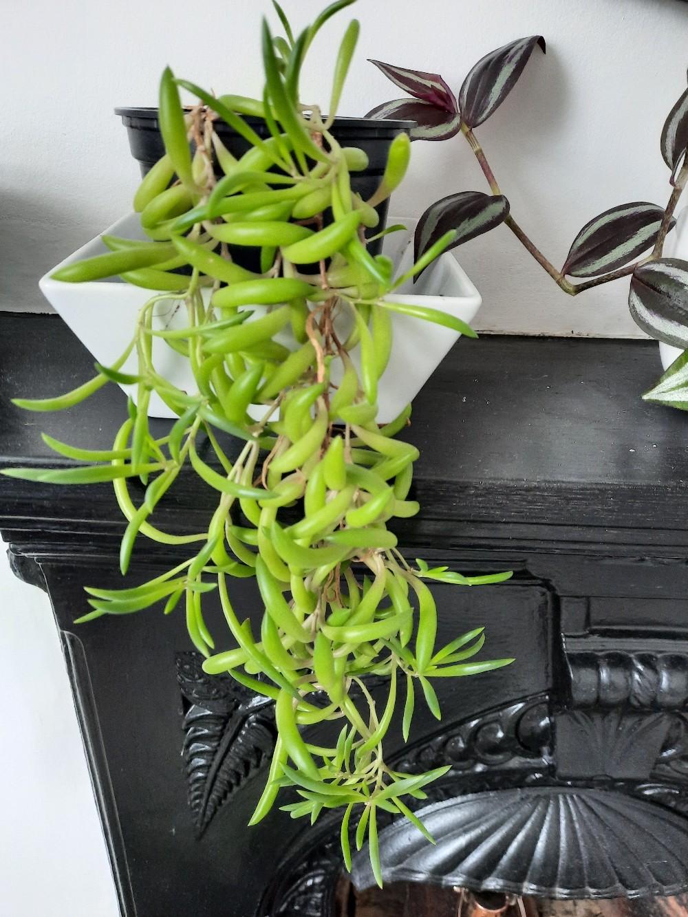 String of bananas plant in b14 birmingham f r 5 00 zum verkauf