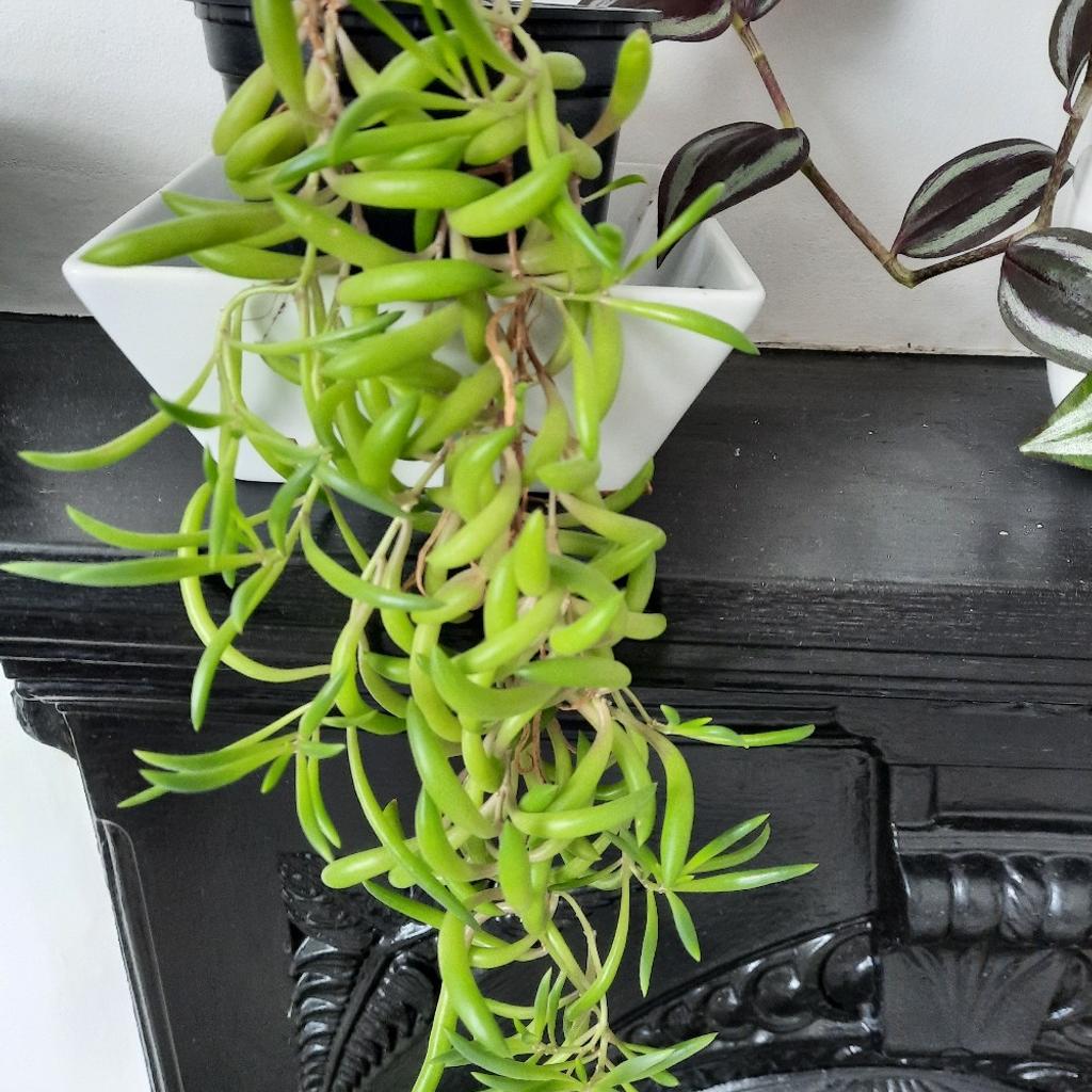 String of bananas plant in b14 birmingham f r 5 00 zum verkauf
