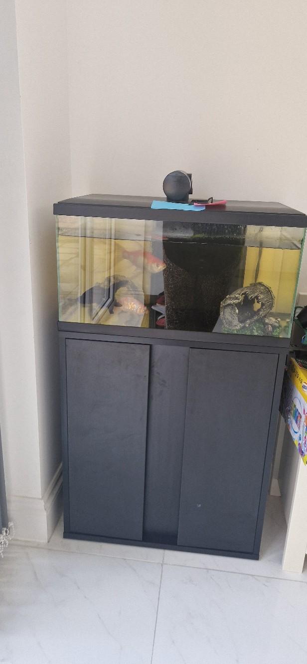Image showcasing Cold Water Goldfish and Tank with filter in HA7 London für 110,00 £ zum ...