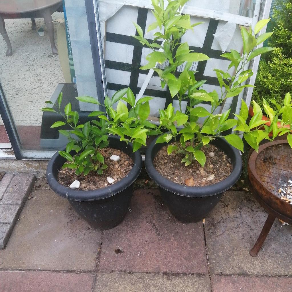 A BIG VARIETY OF PLANTS FOR SALE, ALL IN GOOD AND HEALTHY CONDITION.
SMALL CACTUS FOR £1.
LEMON AND ORANGE TRESS FOR £15
TALL AVOCADO TREE £15
BANANA PLANTS FOR £20.
AND ALL OTHER PLANTS FOR £10.
COME AND VIEW THEM AND TAKE YOUR PICK, WE ALSO HAVE LOTS OF PLANTS OUT IN THE GARDEN FOR SALE..
