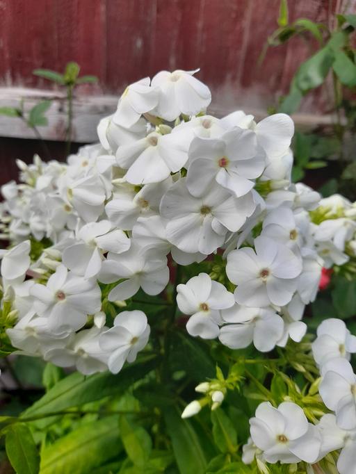 Buy & Sell West Midlands Birmingham - Photos for Phlox white