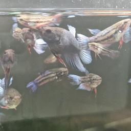 Hi I'm selling 4 month old only bettas very pretty 20+ available £2 each 3 for £5 thanks for looking