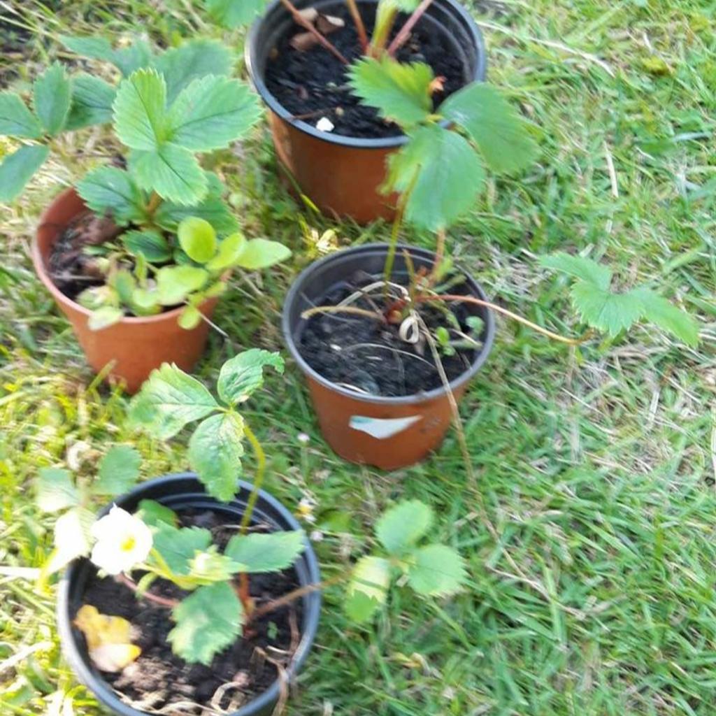 Strawberry plants. You will get the roots ready to plant.
 1 plant £1 50
 10 plants for £10
 15 plants £14.
20 plants £18
collection from WS2 8 Area.