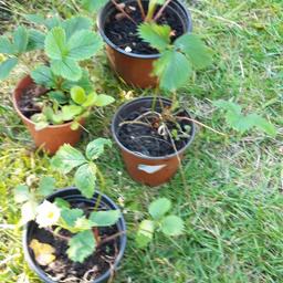 Strawberry plants.  You will get the roots ready to plant.
 1 plant £1 50
 10 plants for £10 
 15 plants £14.  
20 plants £18
collection from  WS2 8   Area.