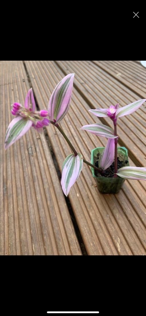 Buy & Sell East London Bow - East London - Photos for Beautiful house plant