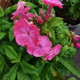 Garden plant
Started flowering now
Easy to care and look after
Collection :Hockley B18
Got 2 x available at £10 each