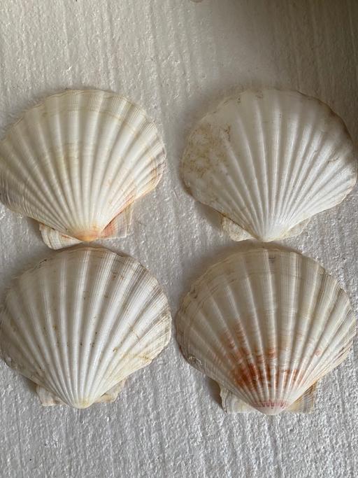 Buy & Sell Acton West London - Photos for Large natural scallop shells set of 4 .