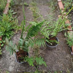 2 pots of healthy fern plant.

3.00 pounds for each.

collect only from b30 2xu. no delivery.

thank you
