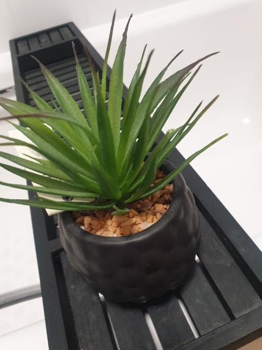 Buy & Sell East London East Ham - East London - Photos for Succulent Plant