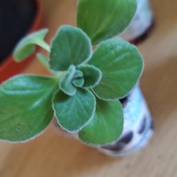 Mexican mint plants in pots. 

It is semi-succulent
 it’s leaves and stems are fleshy. 
The plant appears almost entirely green all year round.

1.00 pound for each pot.

collect it from b30 2xu. 
sorry no delivery.